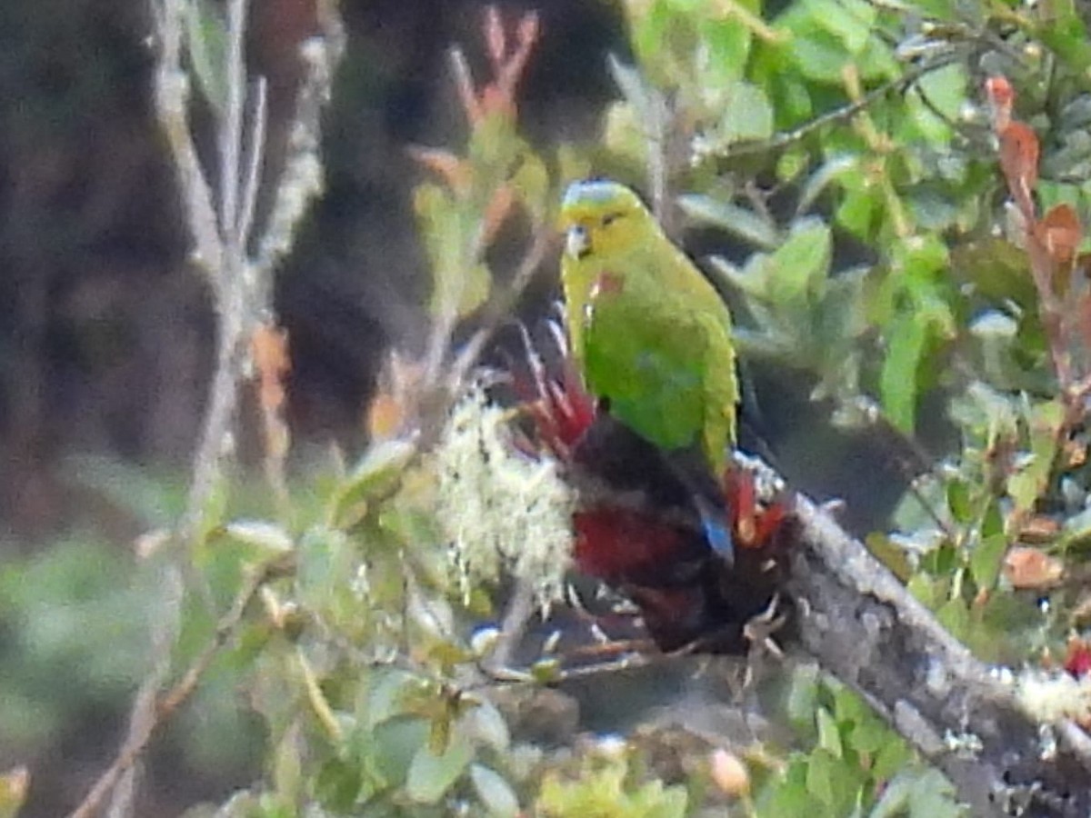 Indigo-winged Parrot - maikol mendoza aristizabal