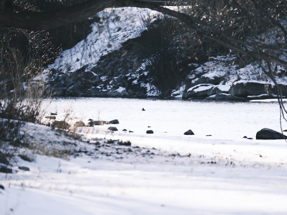 Алаг шунгаач - ML612380914