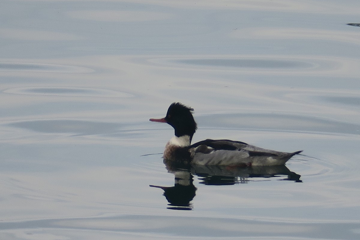 Red-breasted Merganser - Michael Simmons