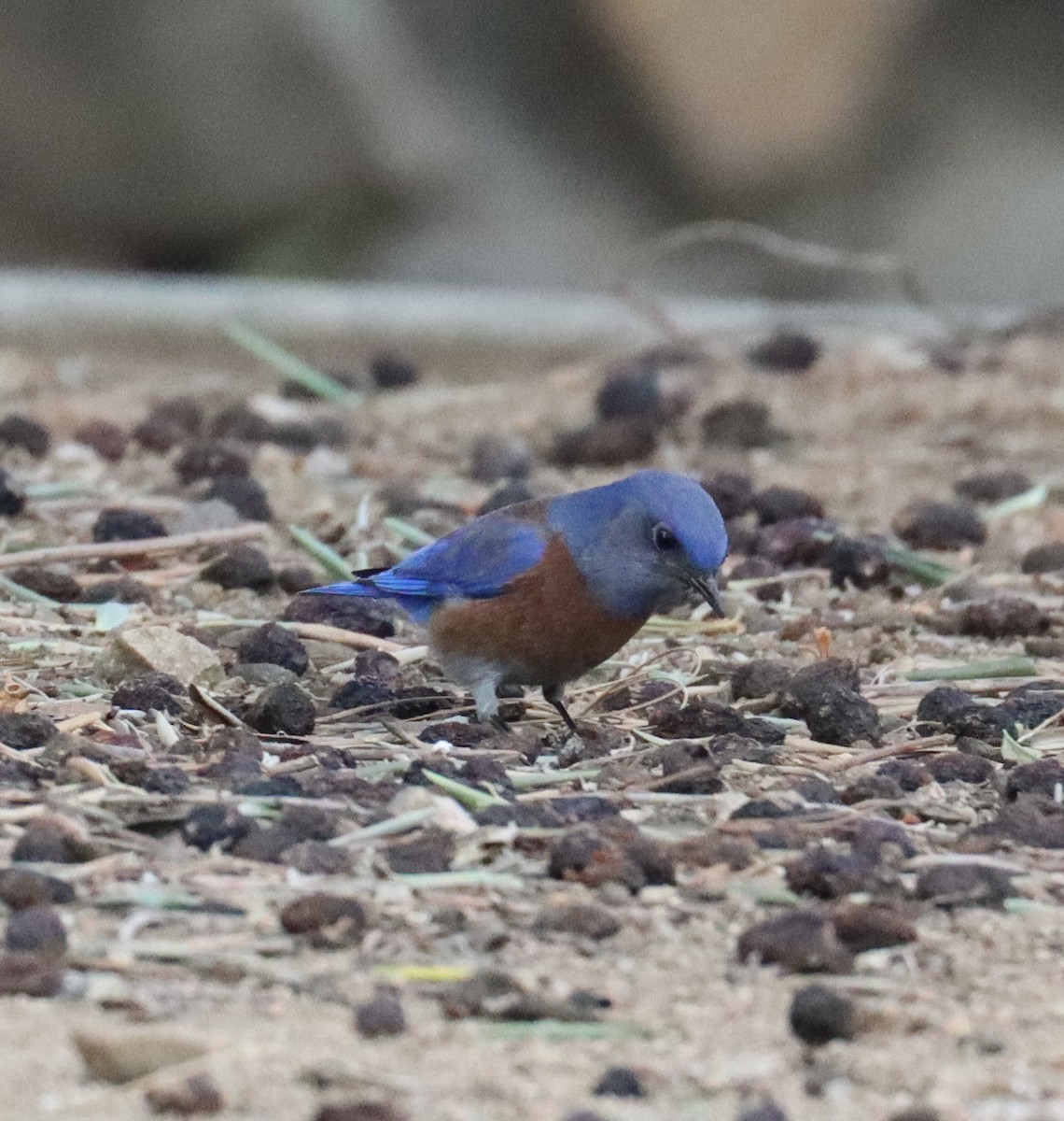 Western Bluebird - ML612380955