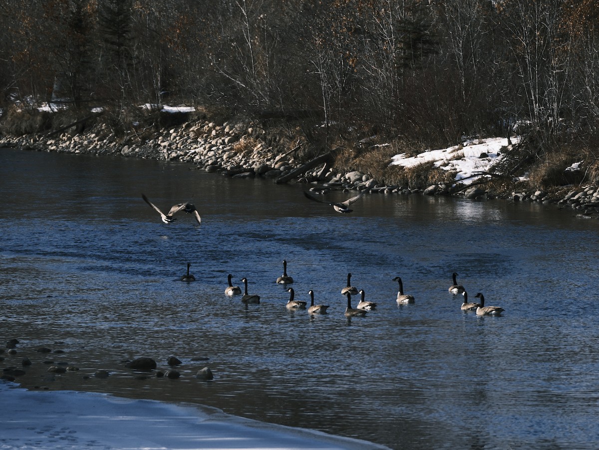 Bernache du Canada - ML612380956