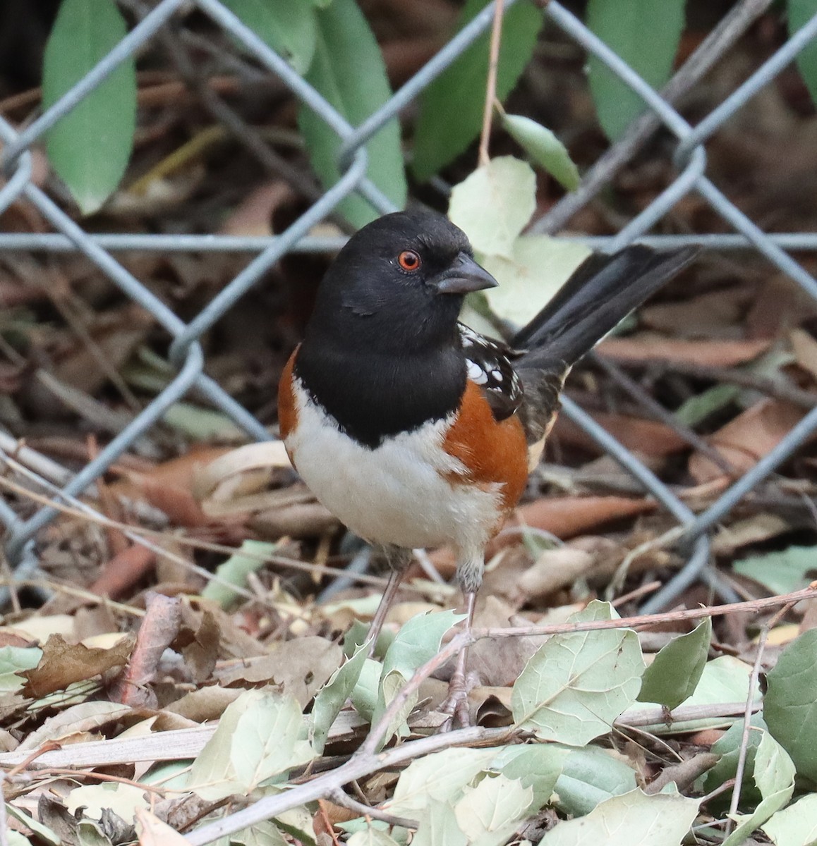 Spotted Towhee - ML612380969