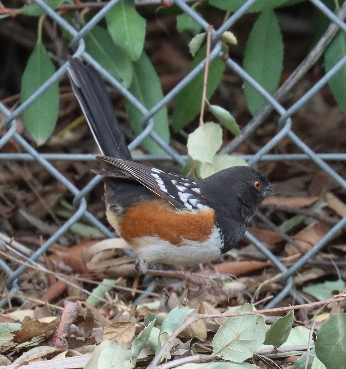 Spotted Towhee - ML612380979