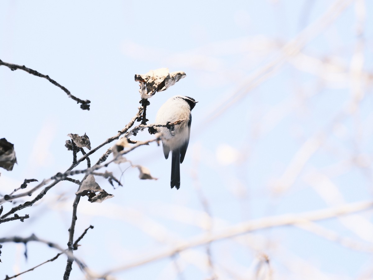 Black-capped Chickadee - Matt Wallace