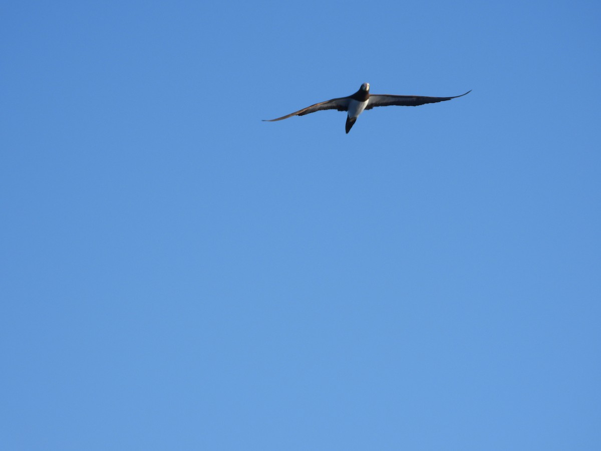 Brown Booby - ML612381019