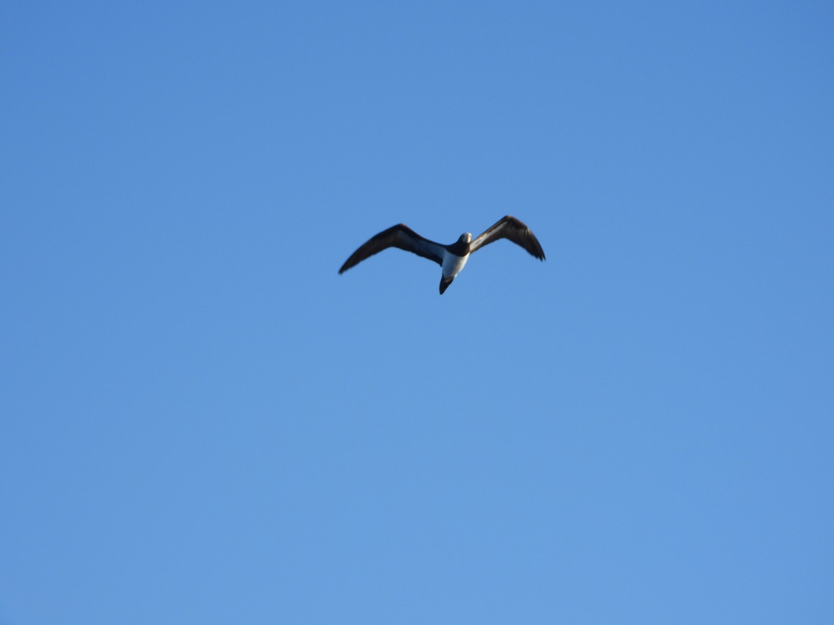 Brown Booby - ML612381020