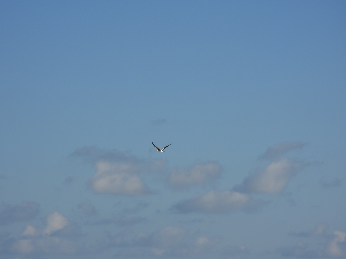 Brown Booby - ML612381021