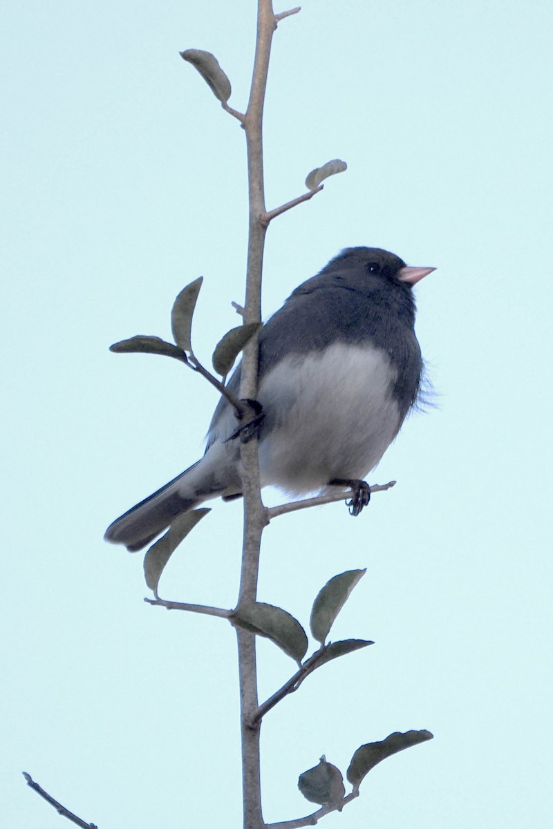 Dark-eyed Junco (Slate-colored) - ML612381022