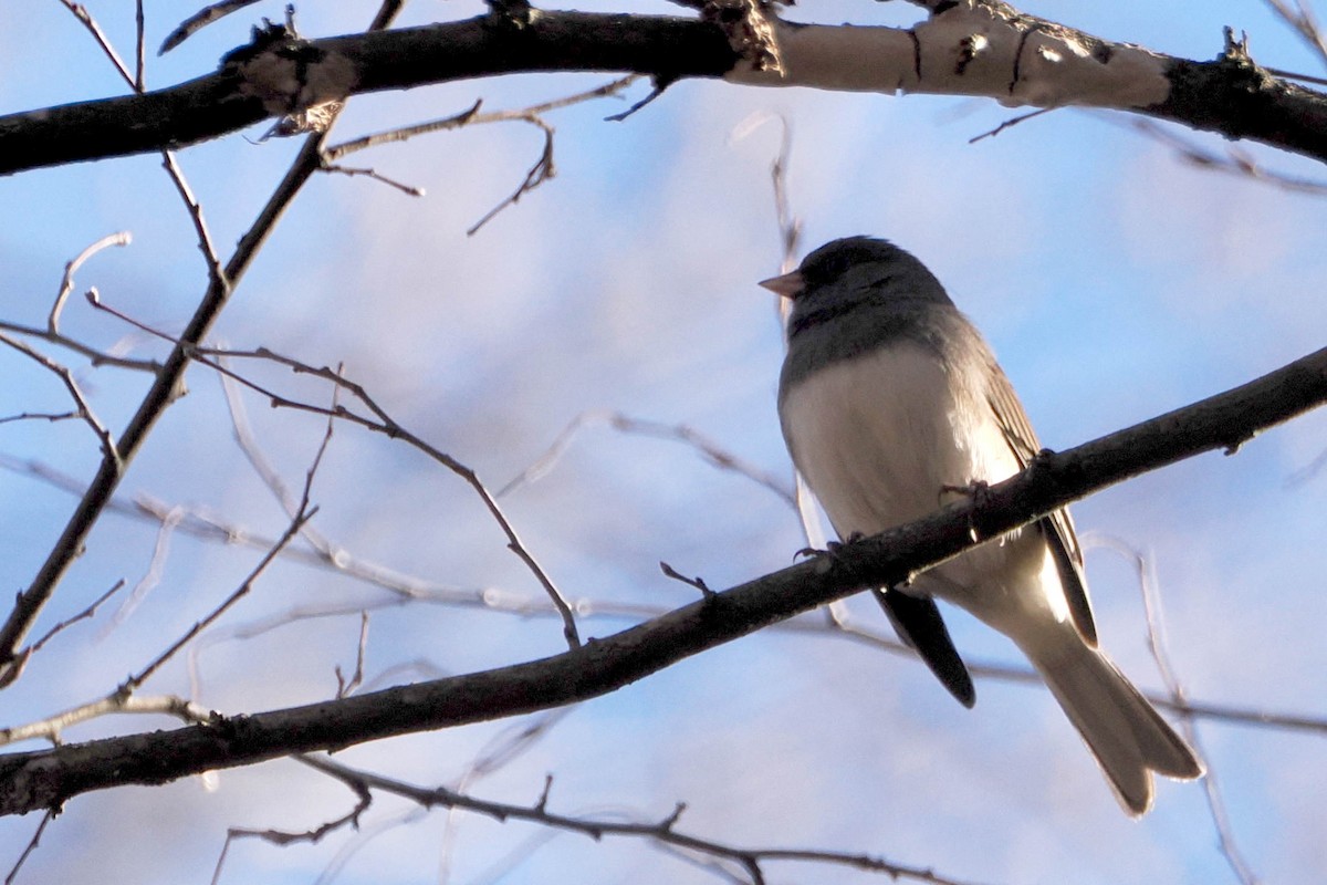 vinterjunko (hyemalis/carolinensis) - ML612381023