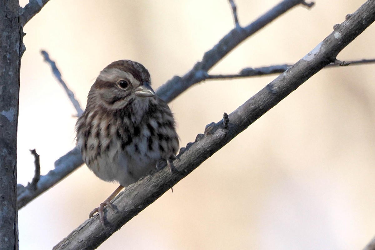 Song Sparrow - ML612381037