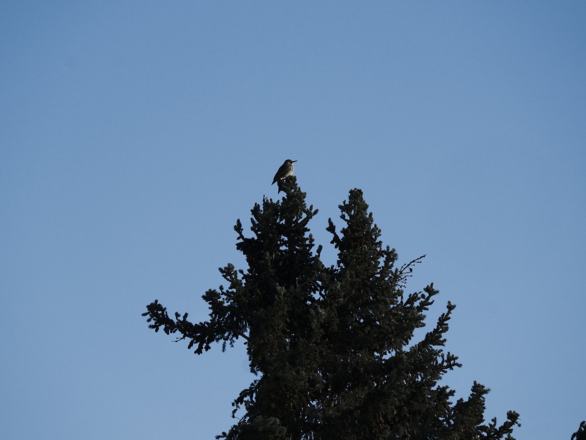 Northern Flicker - Matt Wallace