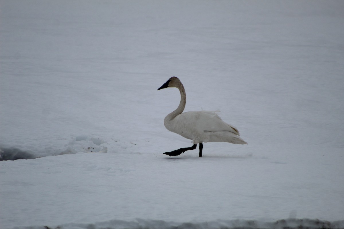 Trumpeter Swan - Grant Medlin