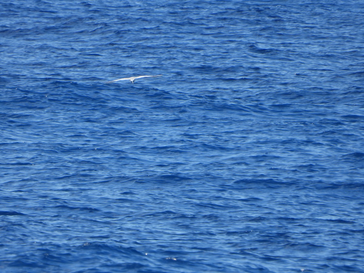 Red-billed Tropicbird - ML612381072