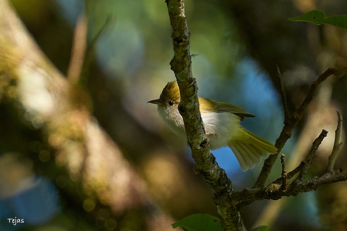 White-bellied Erpornis - tejas k rao