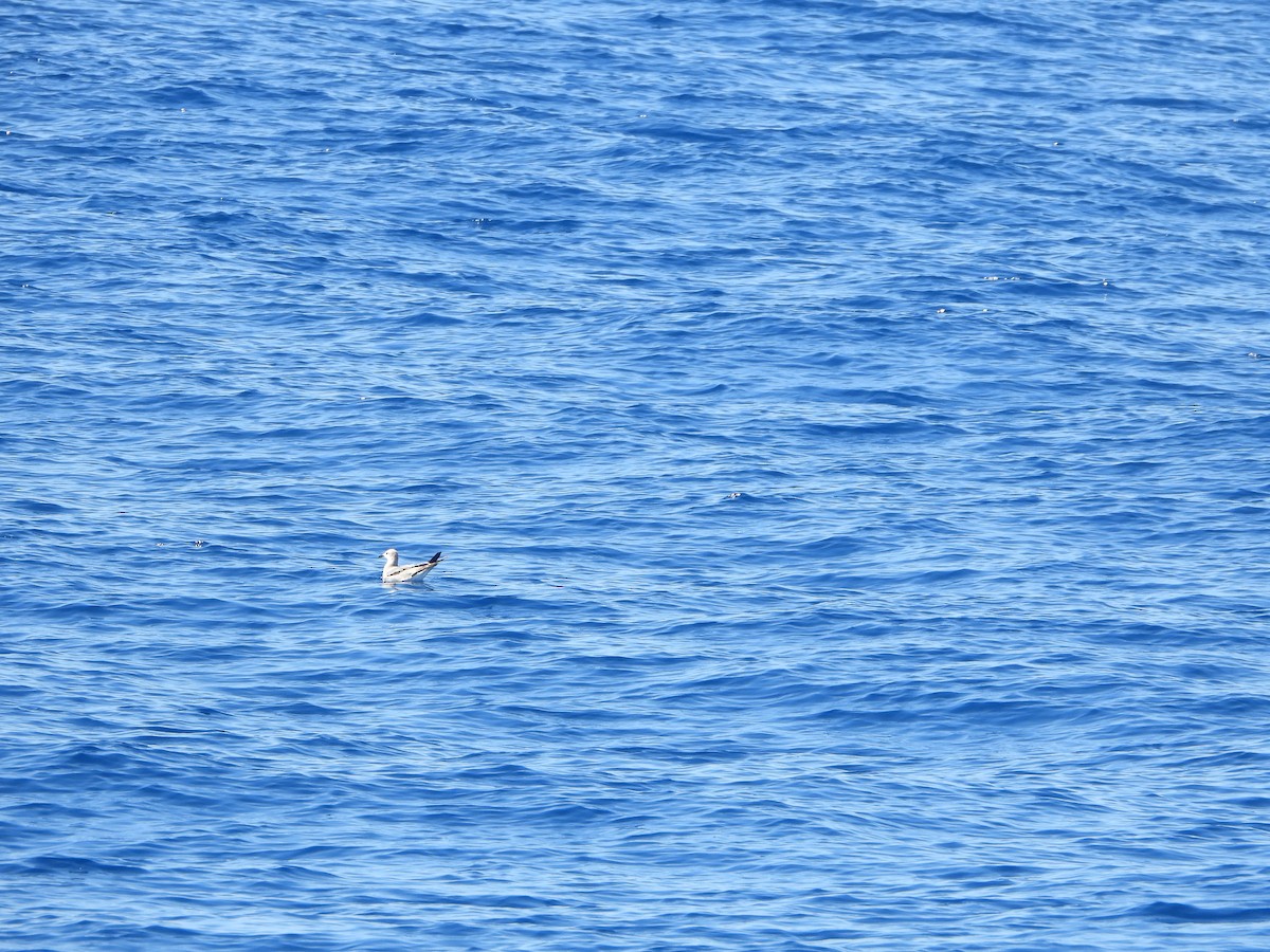 Laughing Gull - ML612381111