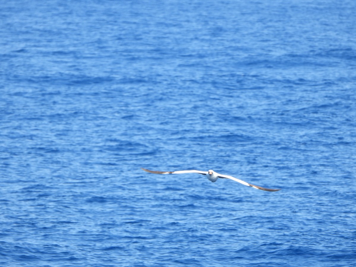 Nazca Booby - Ana Maria Monge Ortiz