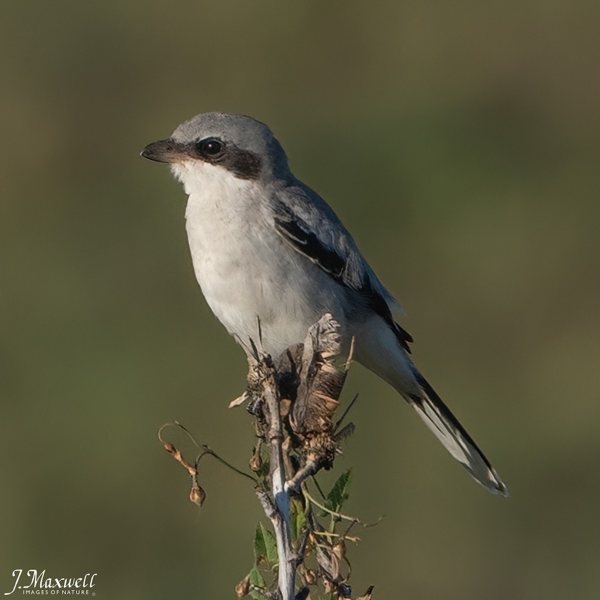 Loggerhead Shrike - John Salisbury