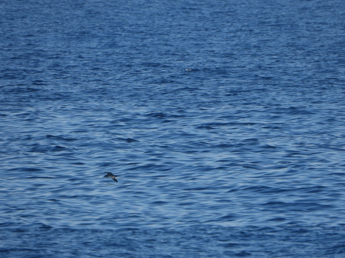 Wedge-tailed Shearwater - Ana Maria Monge Ortiz