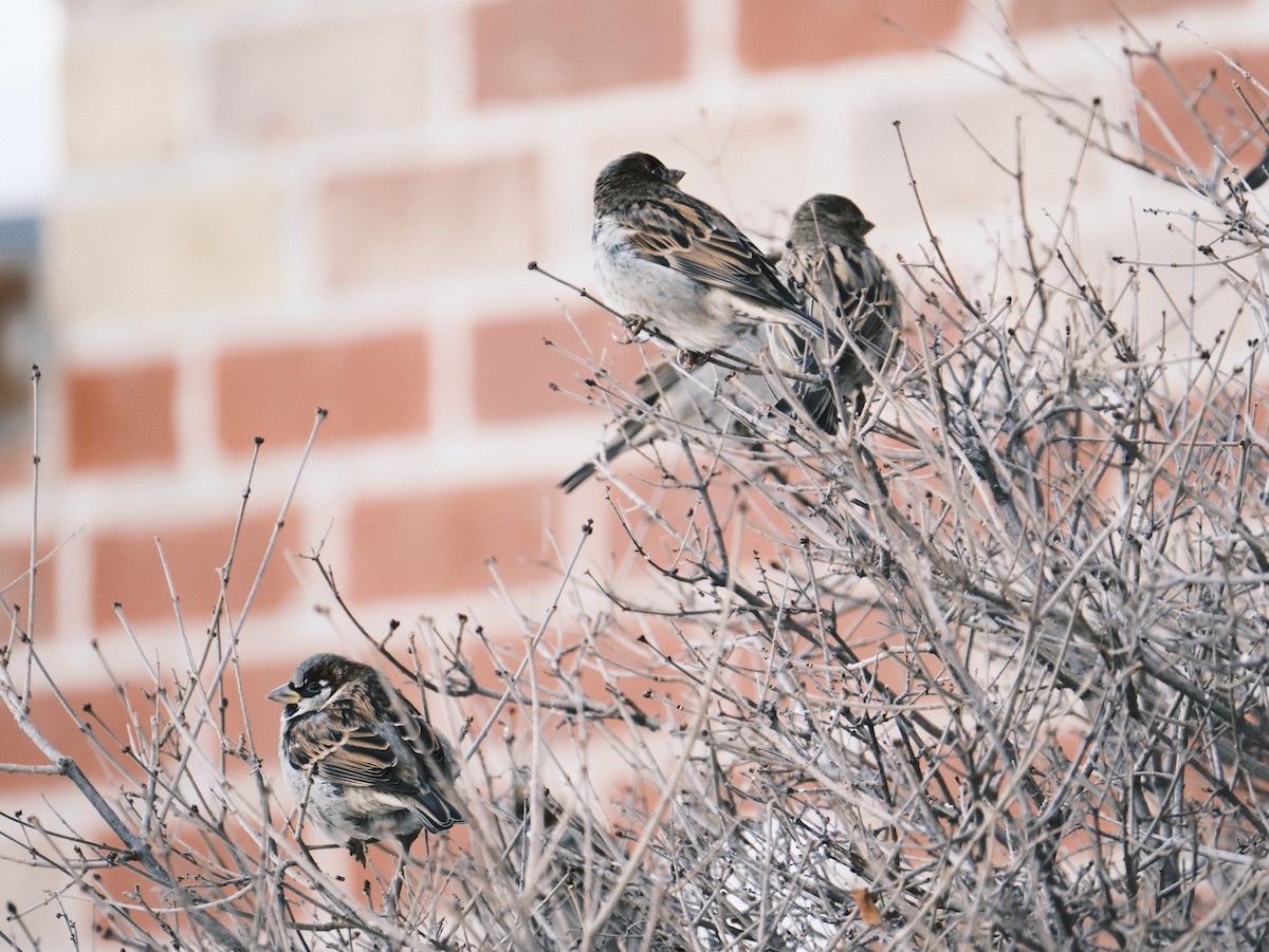 House Sparrow - ML612381149