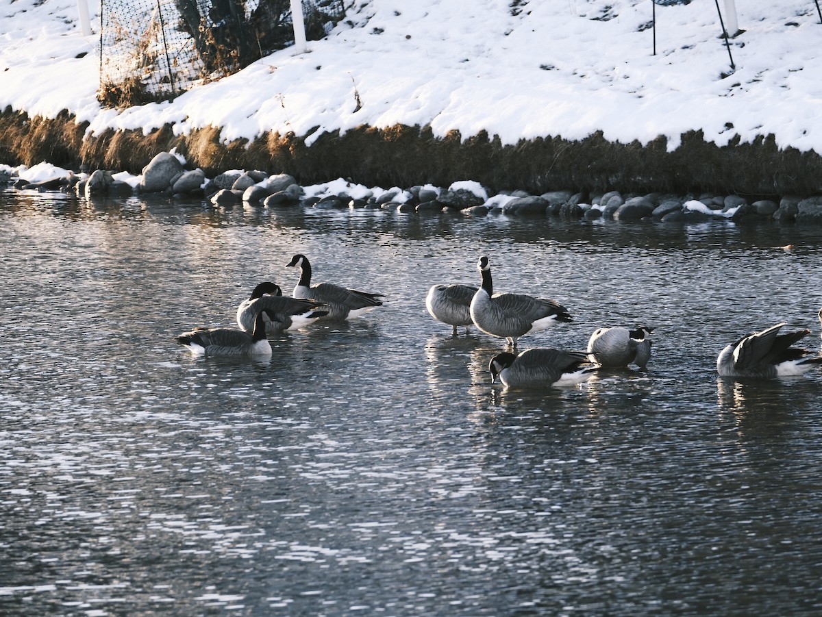 Canada Goose - ML612381170