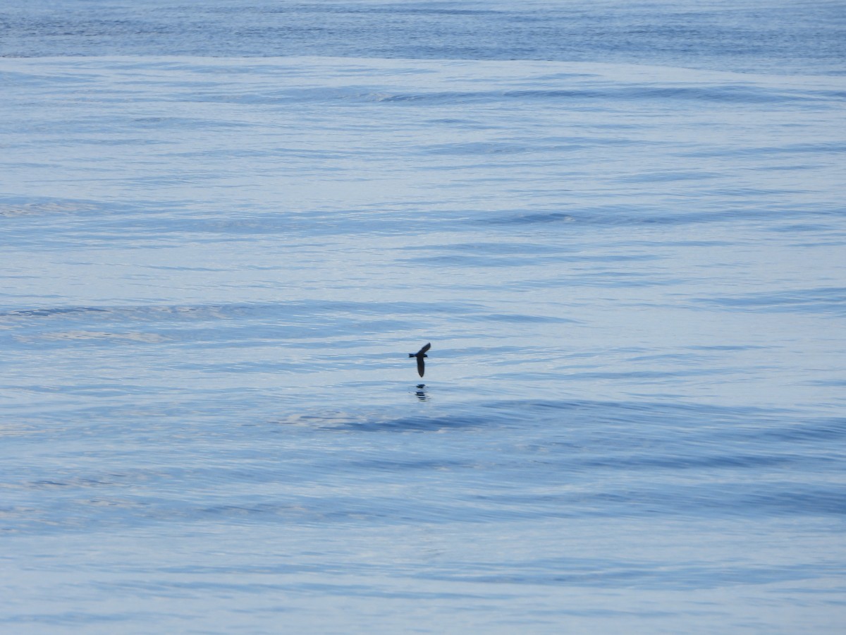 Band-rumped Storm-Petrel - ML612381174