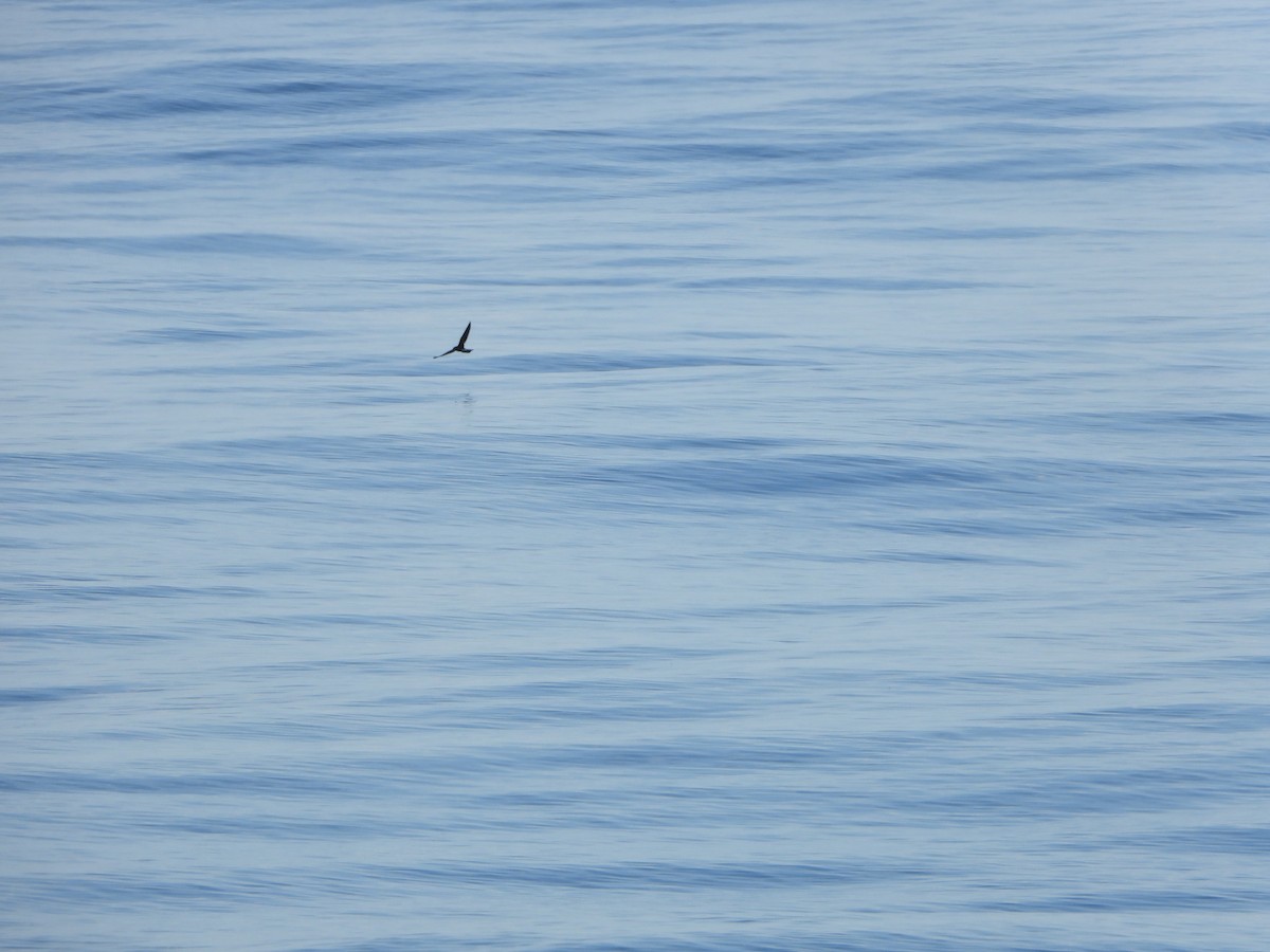 Band-rumped Storm-Petrel - ML612381176