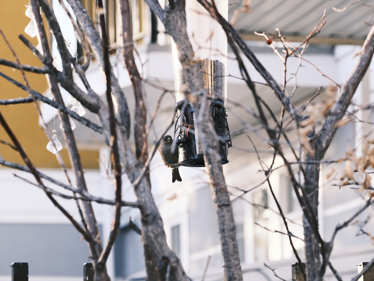 House Sparrow - ML612381183