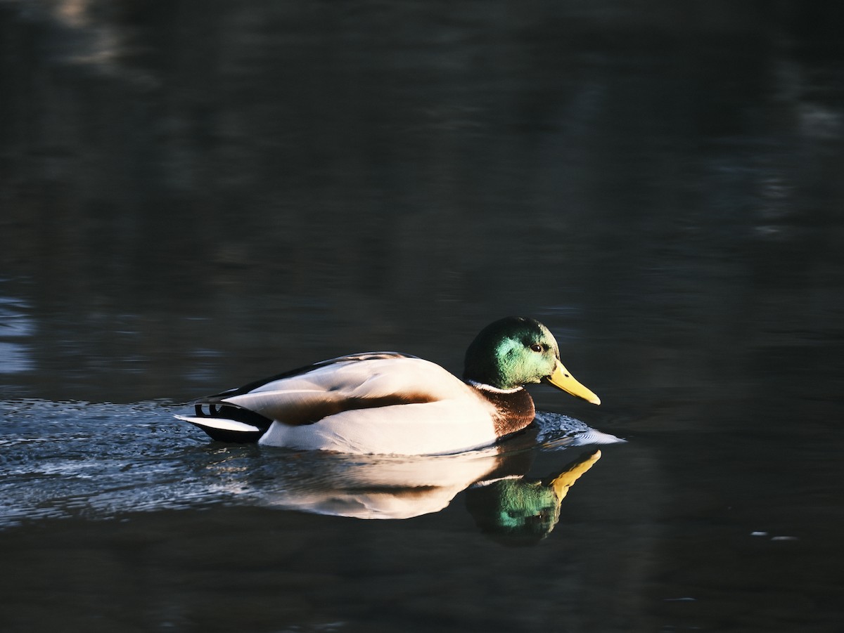 Mallard - ML612381190