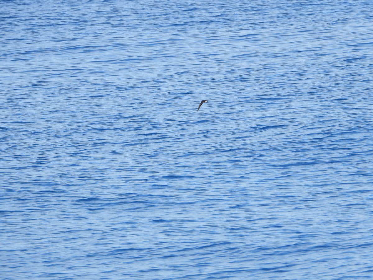 白腰叉尾海燕 - ML612381217
