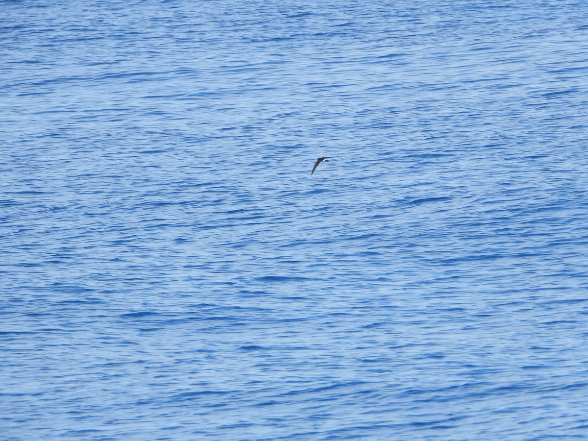 Leach's Storm-Petrel - Ana Maria Monge Ortiz