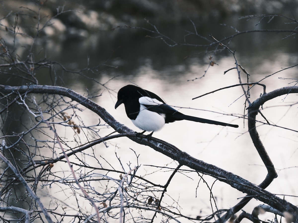 Black-billed Magpie - ML612381219