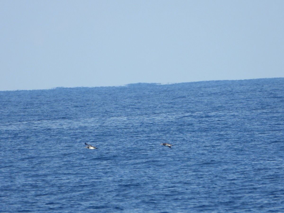 Brown Booby - ML612381229