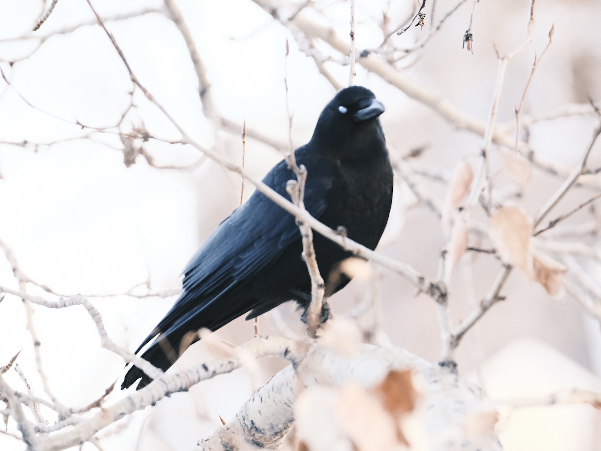 American Crow - ML612381238
