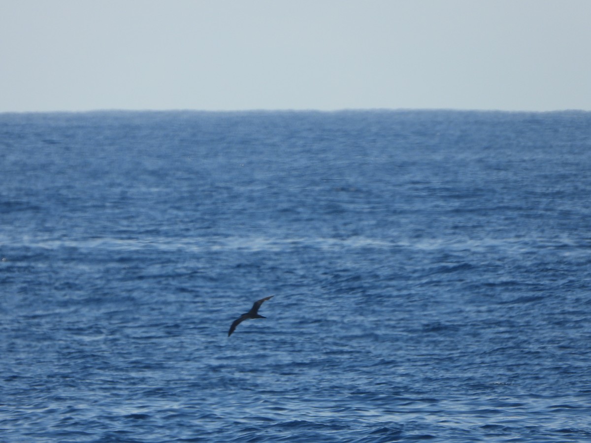 Wedge-tailed Shearwater - ML612381246