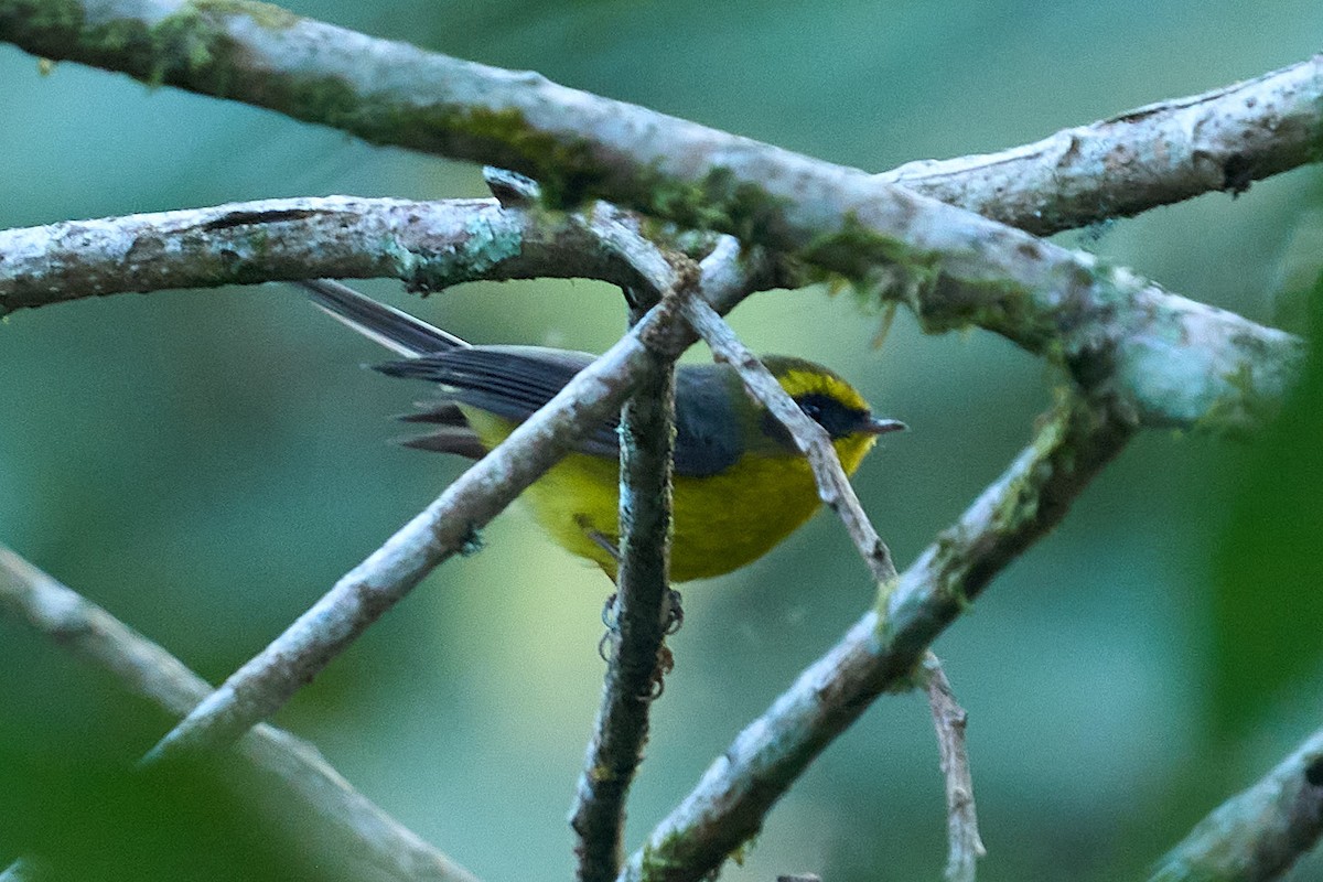 Yellow-bellied Fairy-Fantail - tejas k rao