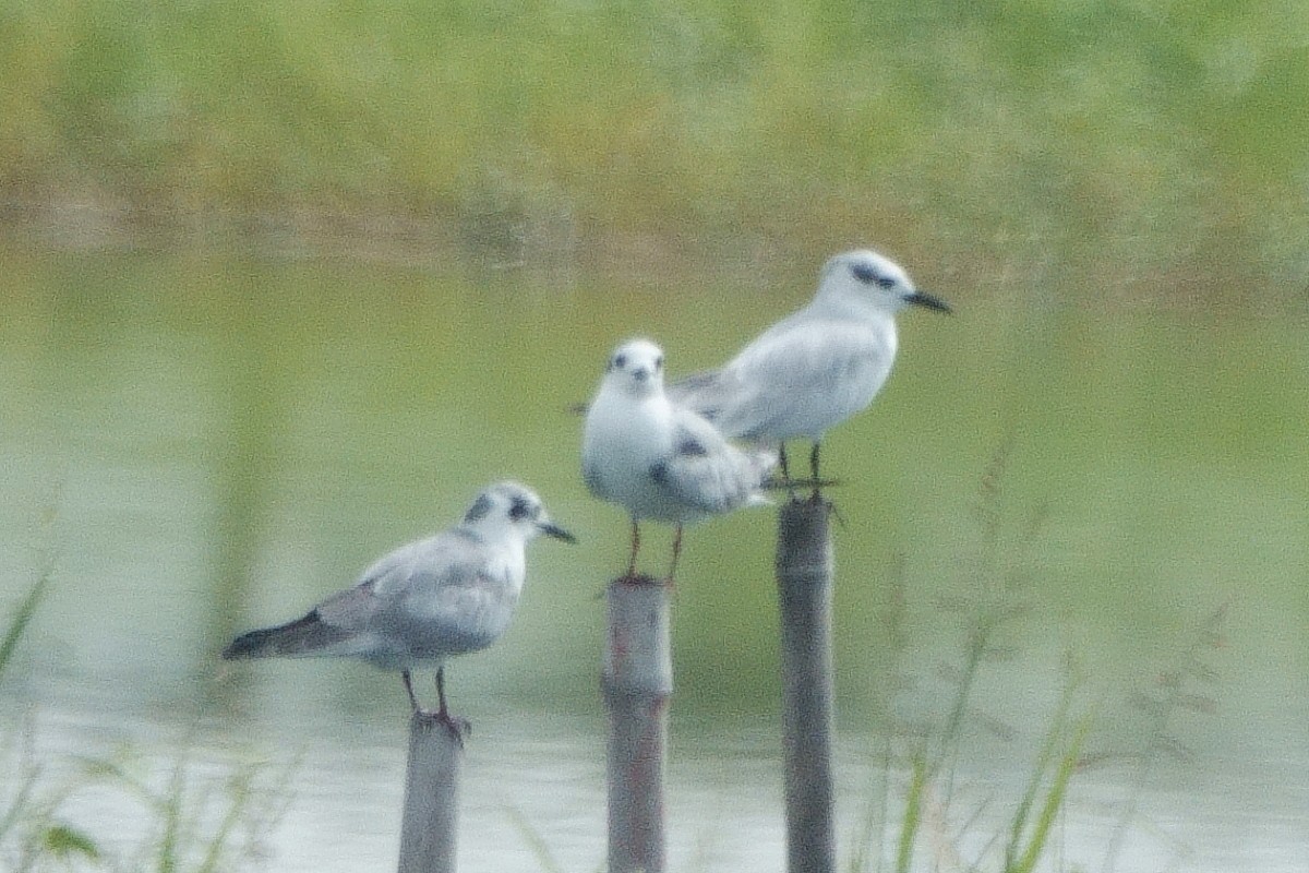 Whiskered Tern - ML612381303