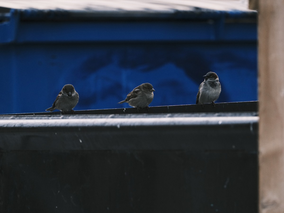 House Sparrow - ML612381308
