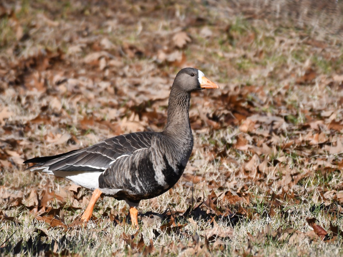 Greater White-fronted Goose - ML612381382