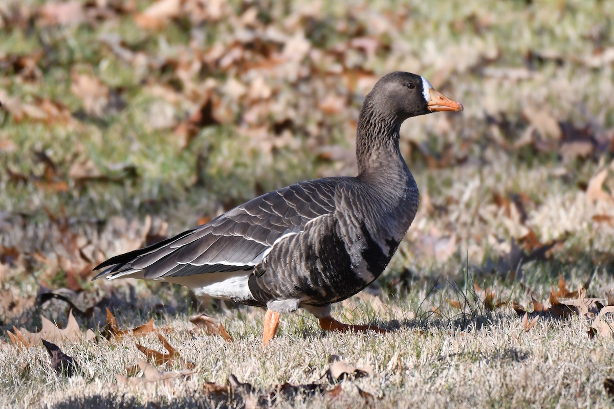 Greater White-fronted Goose - ML612381383