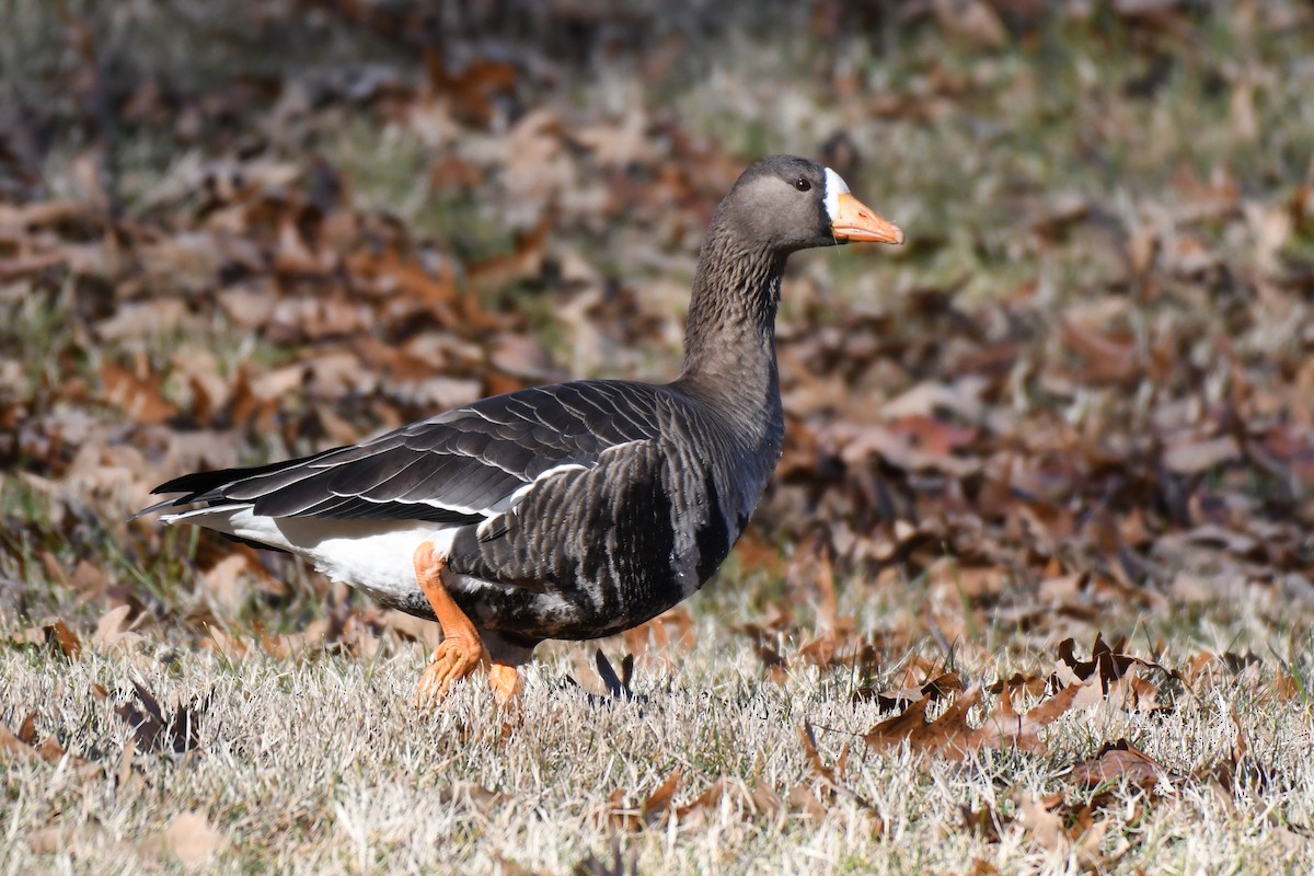 Greater White-fronted Goose - ML612381384