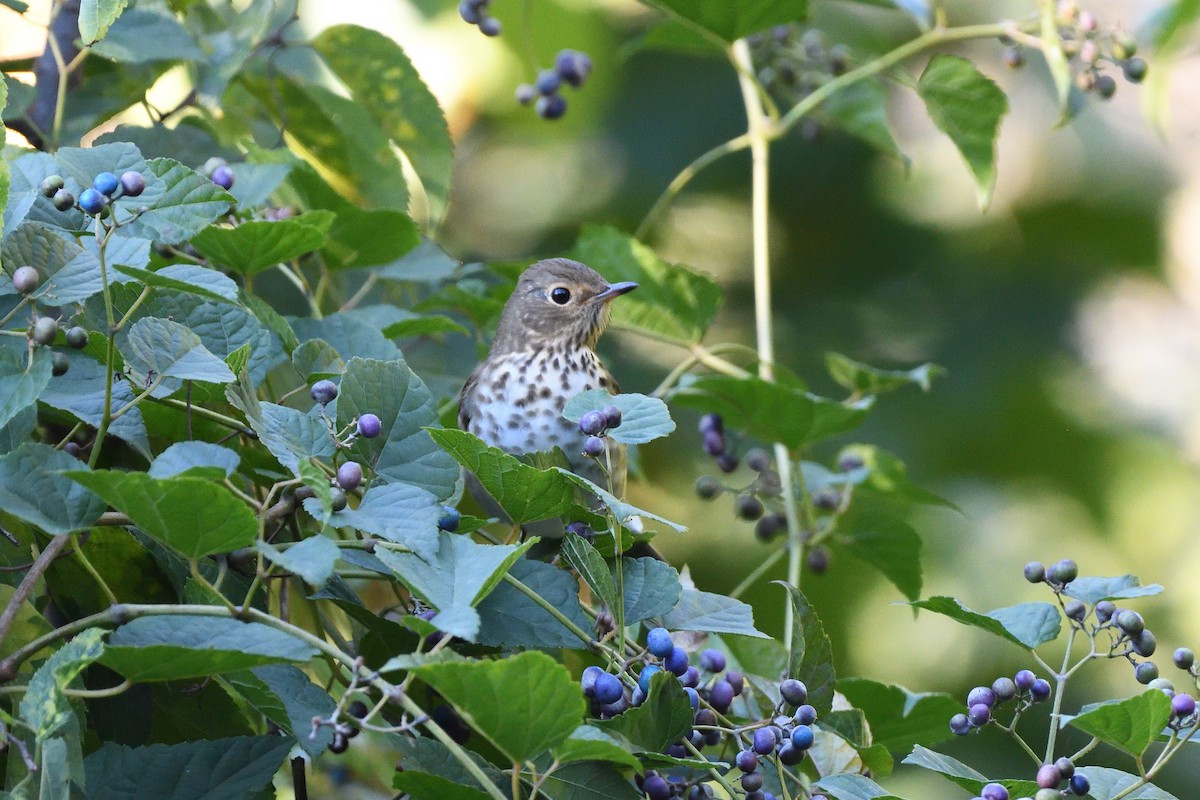 Swainson's Thrush - ML612381429