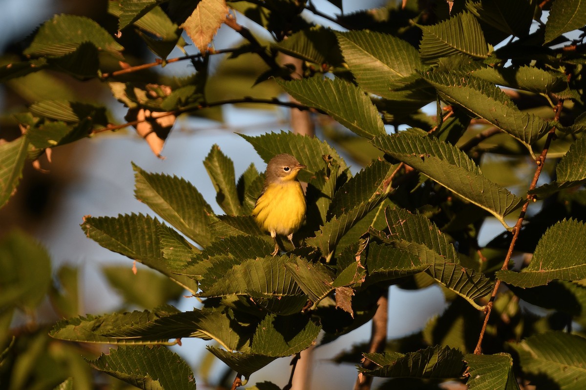 Magnolia Warbler - ML612381450