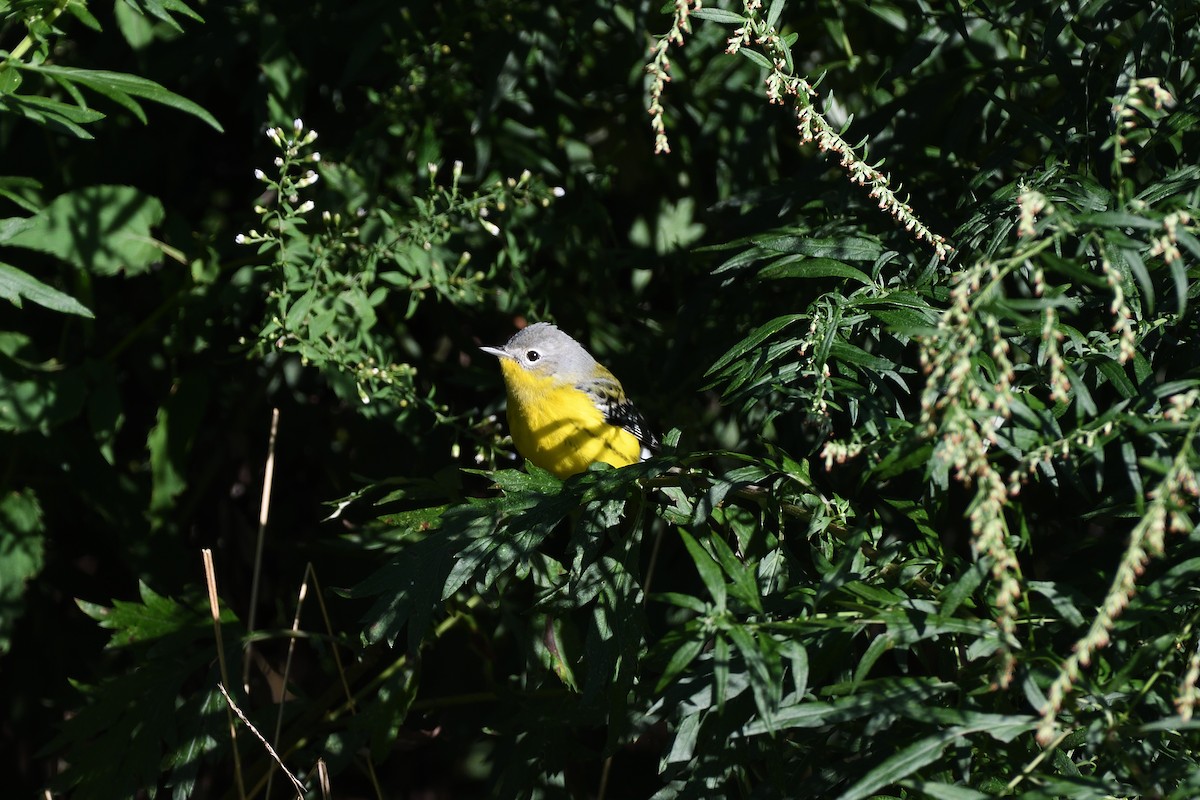 Magnolia Warbler - terence zahner
