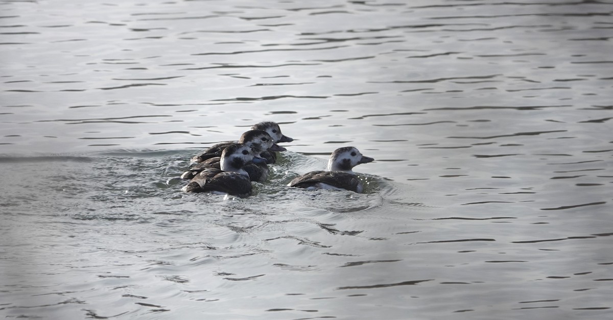 Long-tailed Duck - ML612381479
