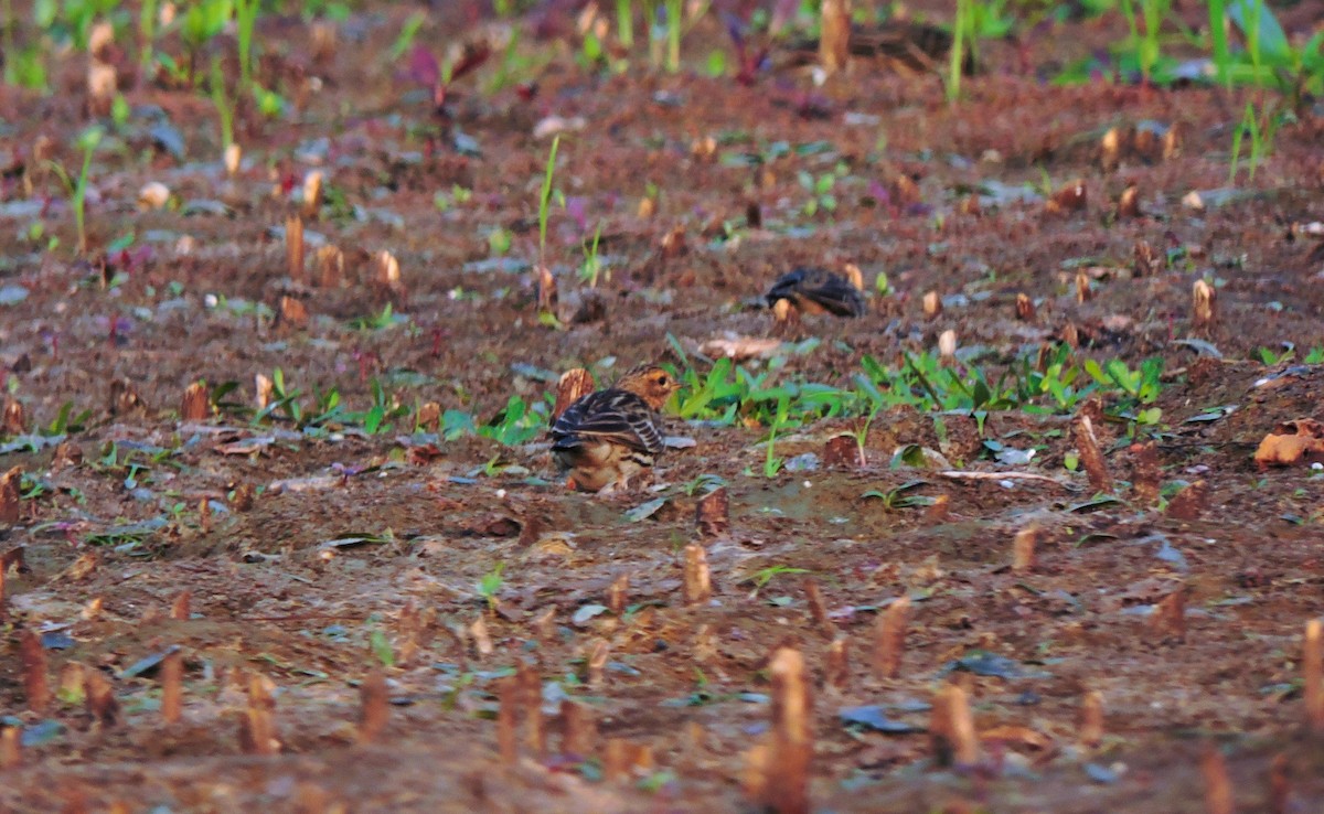 Pipit à gorge rousse - ML612381513