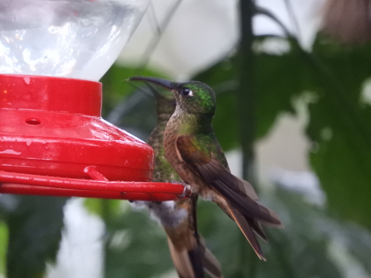 kolibřík hnědobřichý - ML612381514