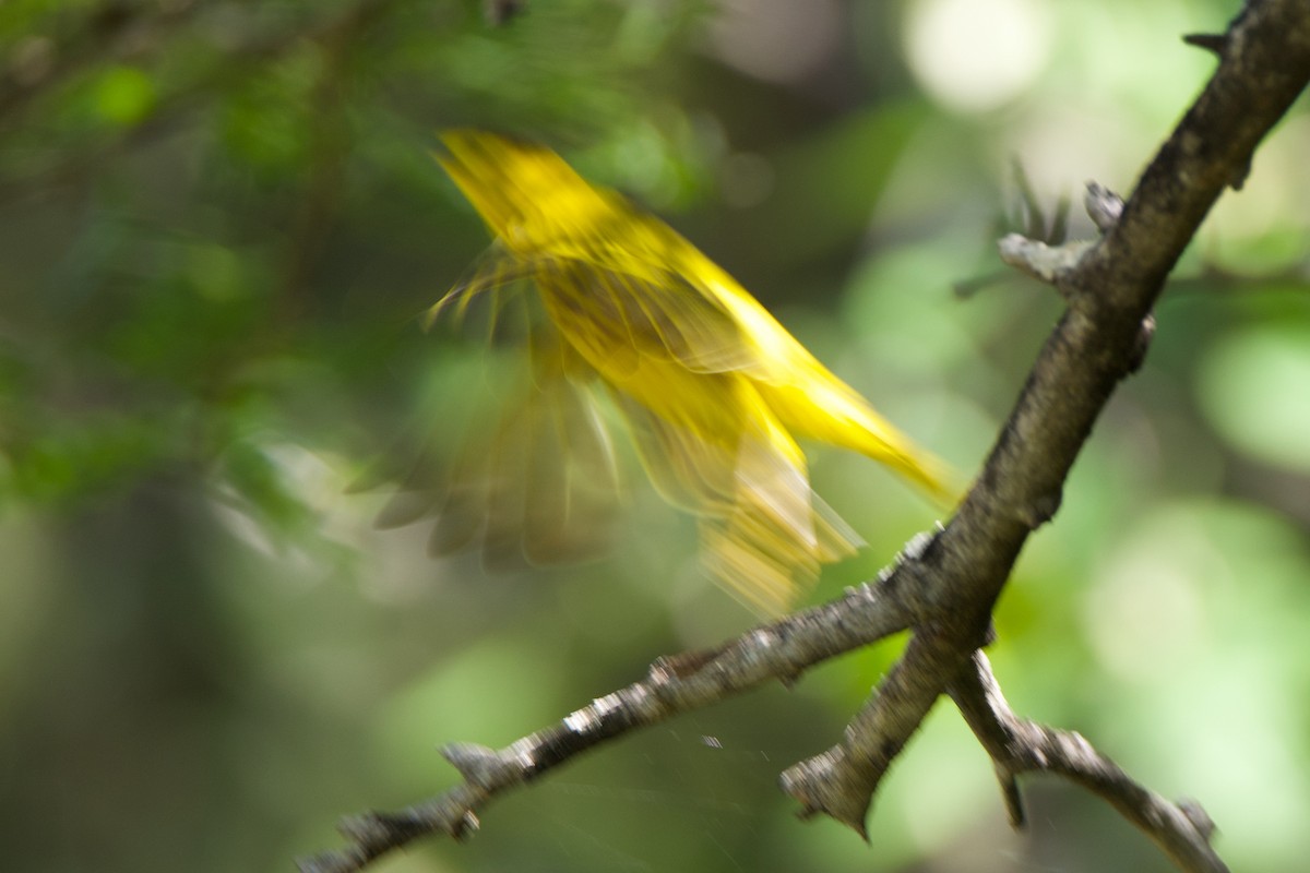 Yellow Warbler - ML612381528