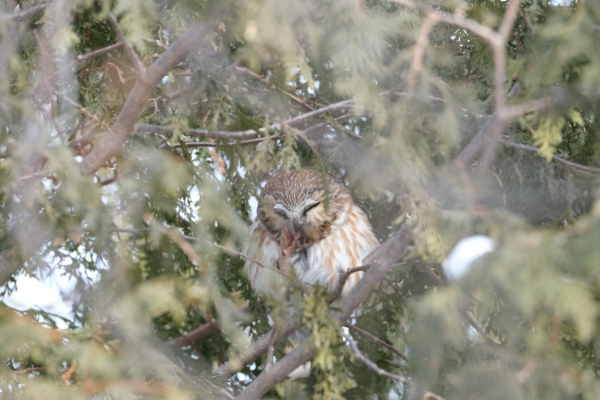 Northern Saw-whet Owl - ML612381556