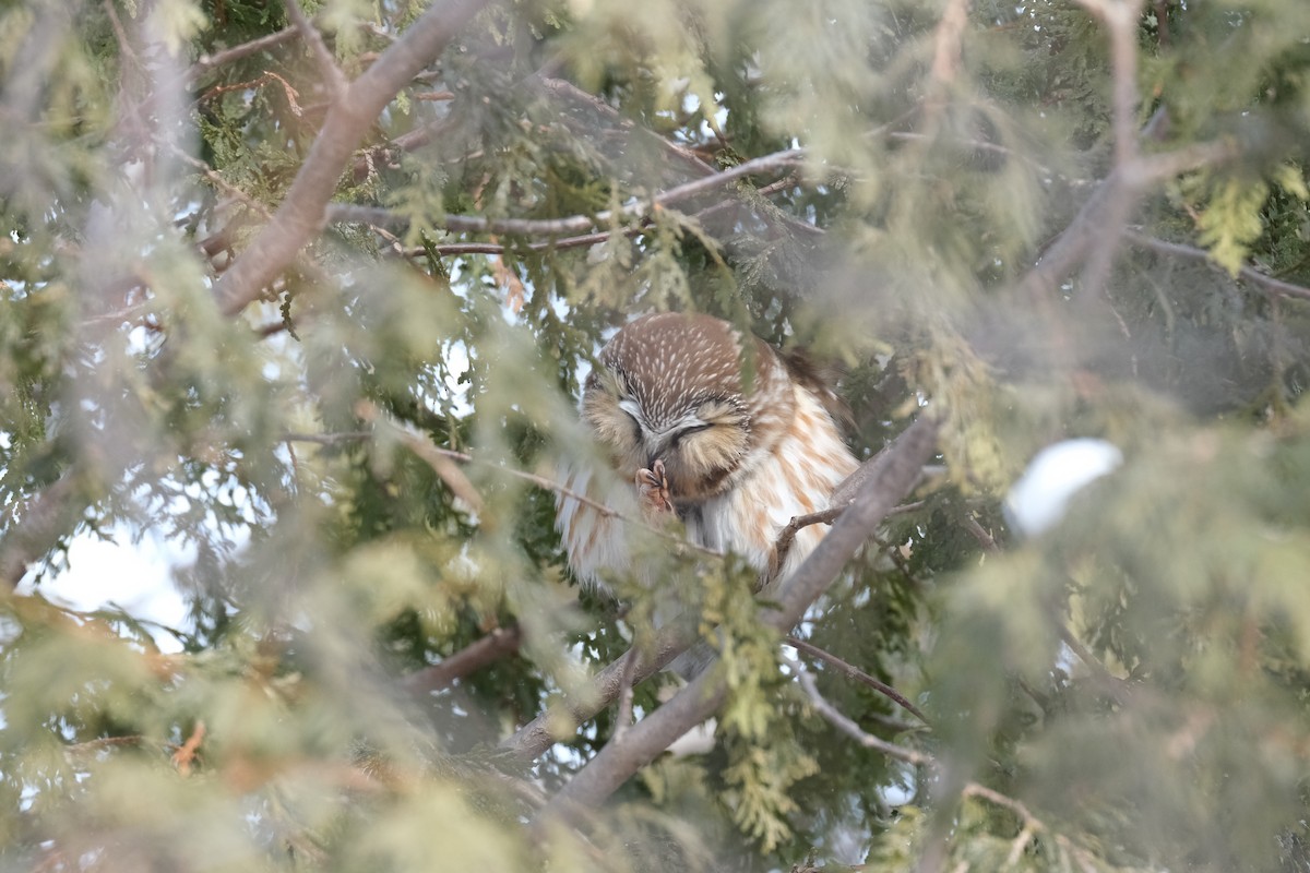 Northern Saw-whet Owl - ML612381559