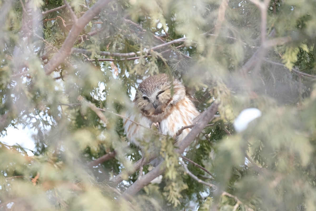 Northern Saw-whet Owl - ML612381561